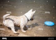 Dream Meaning of White Dog Chasing