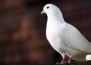 Dream Meaning of Dove