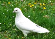 Dream Meaning of Seeing A White Dove