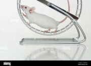 Dream Meaning of White Mouse Running