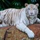 Dream Meaning of White Tiger