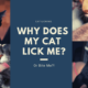 Dream Meaning of A Cat Licking Me