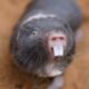 Dream Meaning of Seeing Mole Rat
