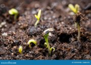 Dream Meaning of Seedlings Ripped From The Soil