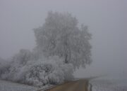 Dream Meaning of A Witches Tree