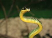 Dream Meaning of Baby Snakes