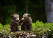 Dream Meaning of Bear Cubs