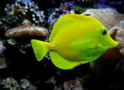Dream Meaning of Yellow Fish