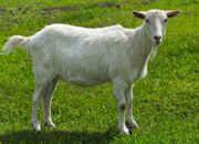 Dream Meaning of Goat
