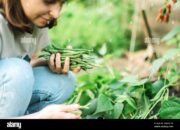 Dream Meaning of Picking Green Beans