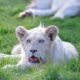 Dream Meaning of Seeing A White Lion