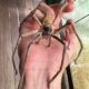 Dream Meaning of Huntsman Spider